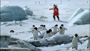 Pingüinos encima del hielo con el presentador