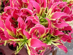 close up of bright pink flowers