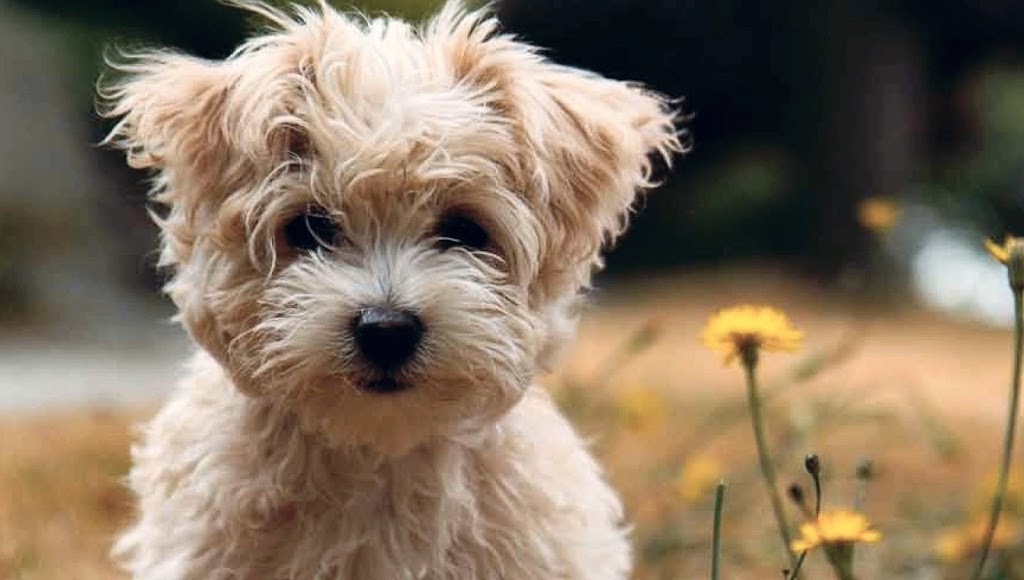 perro pequeño en un prado