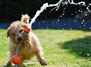 perro-jugando-con-agua