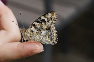 mano-sujetando-mariposa