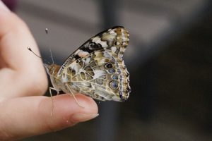 mano-sujetando-mariposa